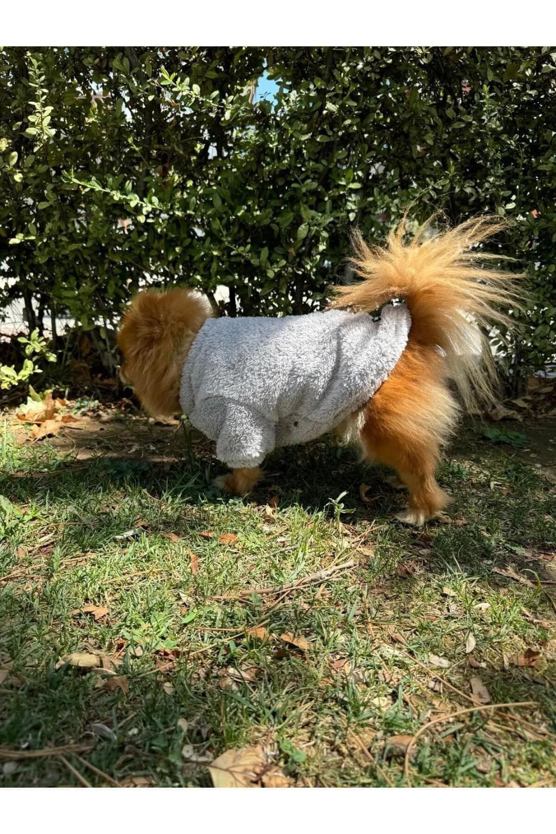 Kedi & Köpek Kıyafeti - Gri Bisiklet Yaka Peluş Sweatshirt