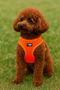Air-mesh Harness Köpek Göğüs Tasması