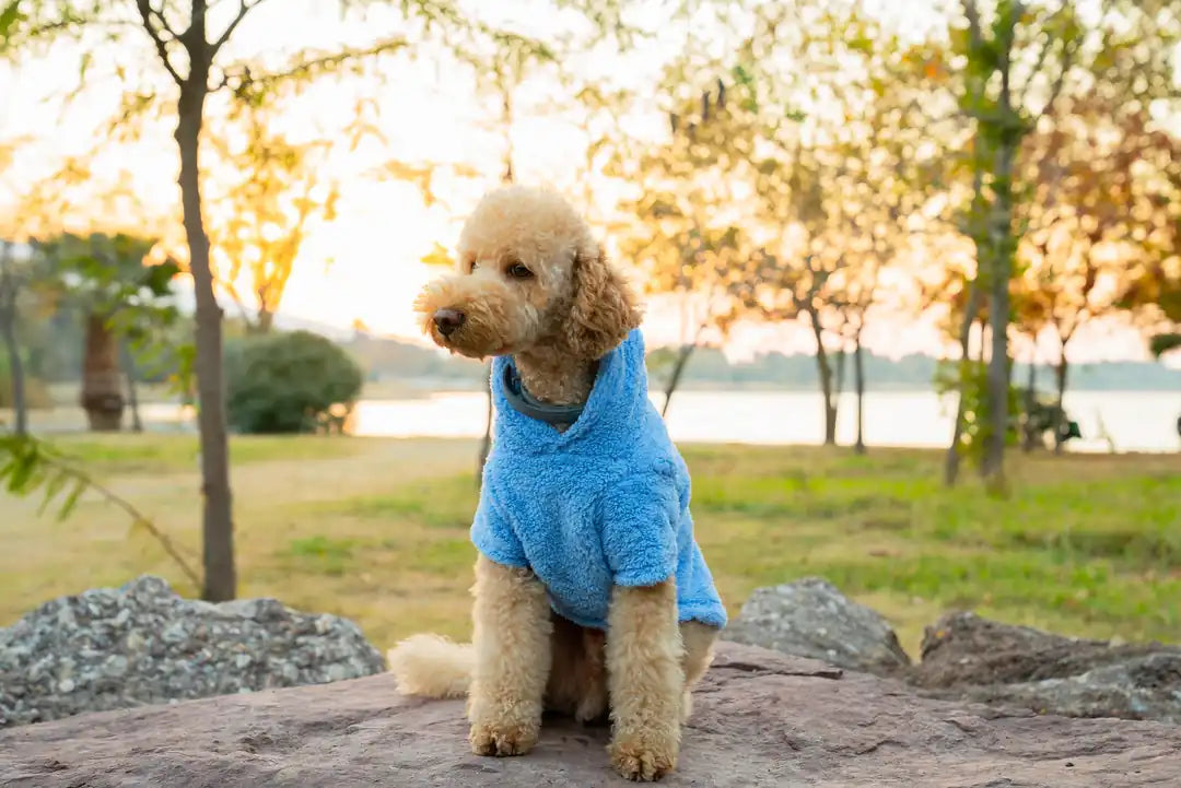 Köpek Kıyafeti Peluş Sweatshirt - Kapüşonlu Koleksiyon