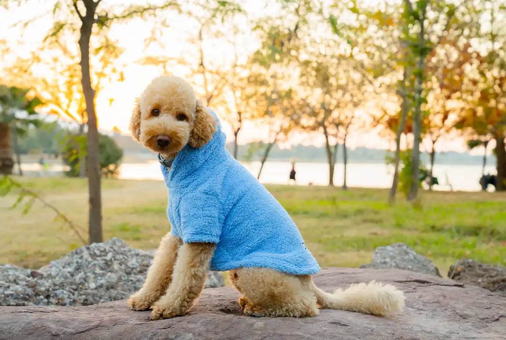 Köpek Kıyafeti Peluş Sweatshirt - Kapüşonlu Koleksiyon