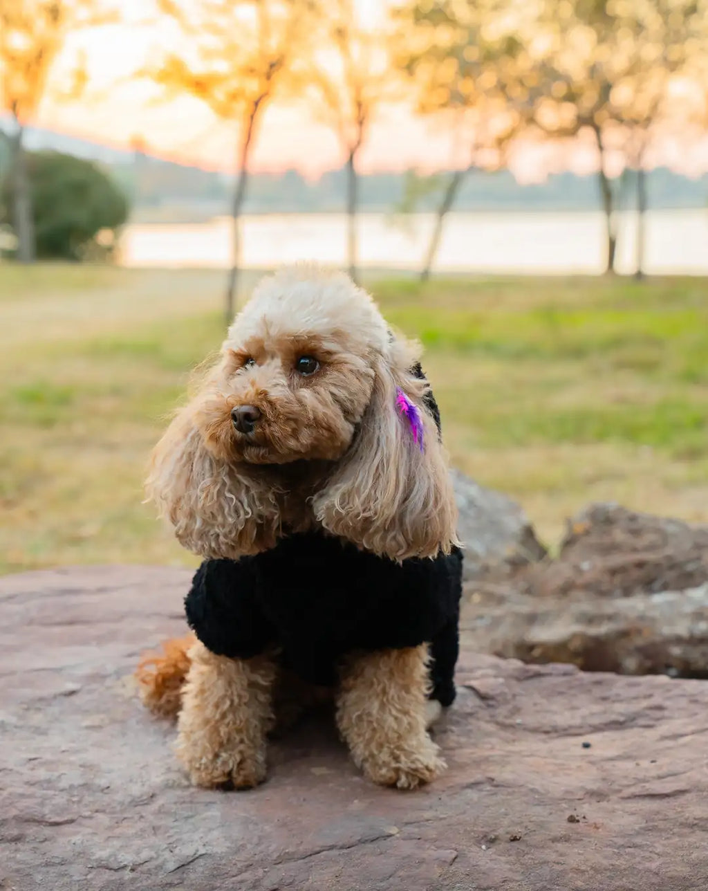 Köpek Kıyafeti Peluş Sweatshirt - Kapüşonlu Koleksiyon