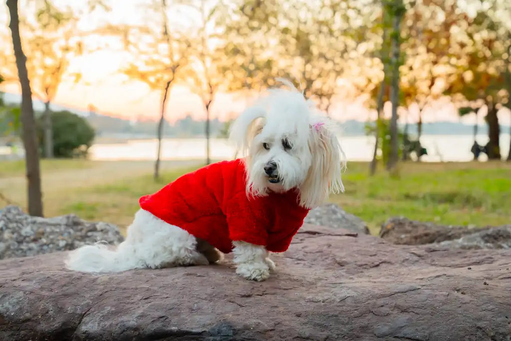 Köpek Kıyafeti Peluş Sweatshirt - Kapüşonlu Koleksiyon