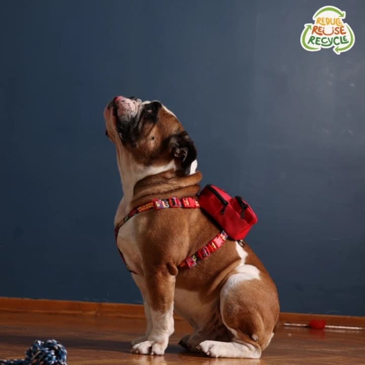 Kedi Köpek Tasmalı Sırt Çantası Küçük Boy