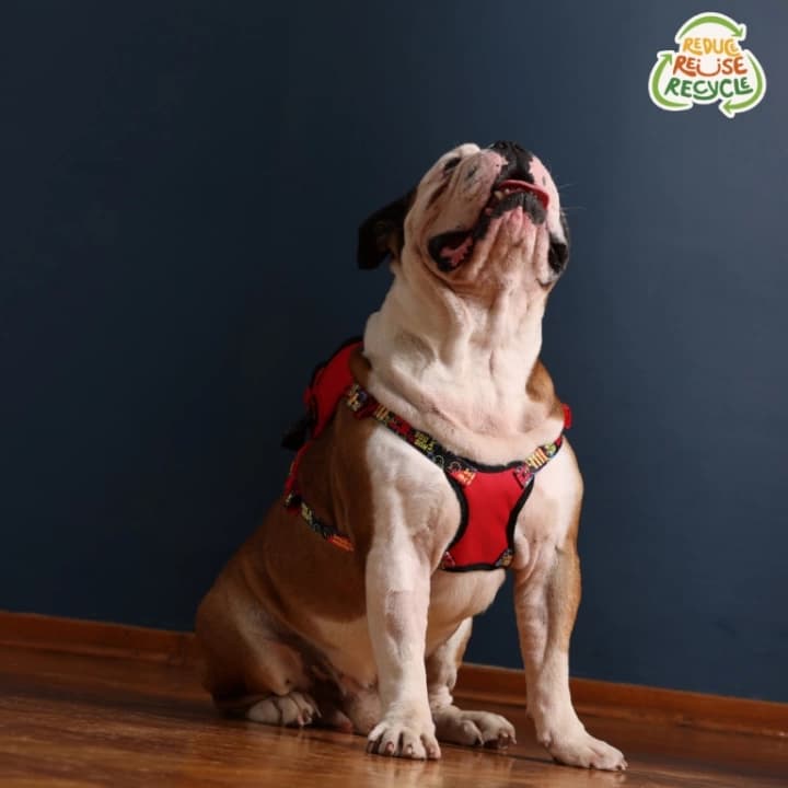 Kedi Köpek Tasmalı Sırt Çantası Standart Boy