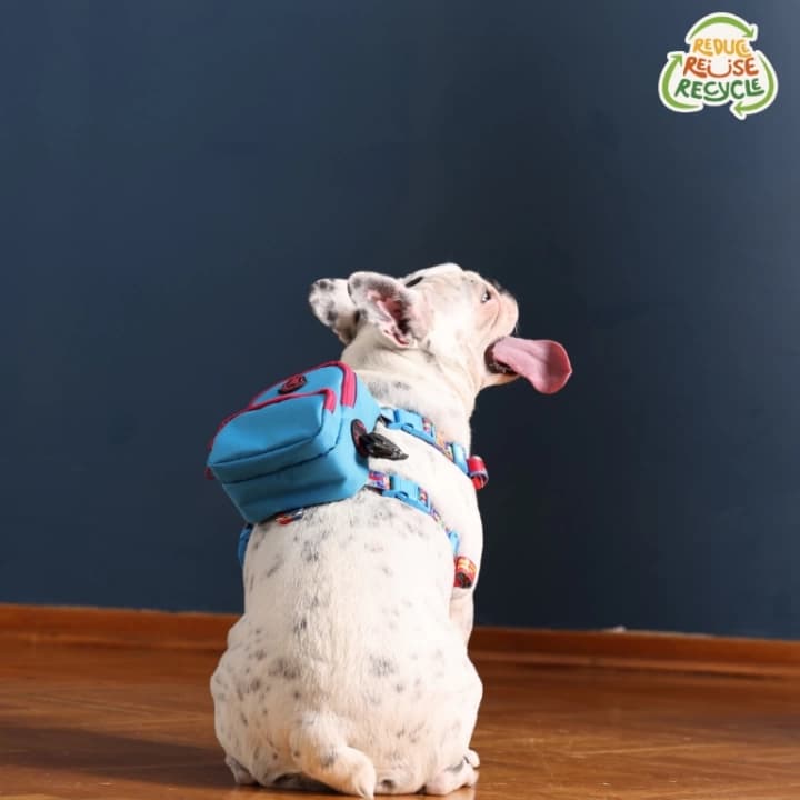 Kedi Köpek Tasmalı Sırt Çantası Standart Boy