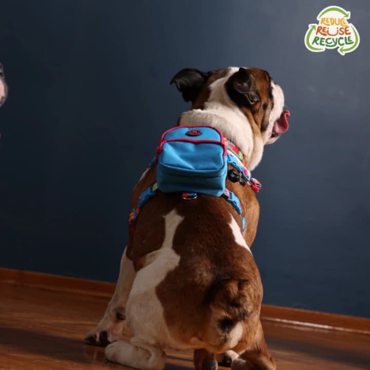 Kedi Köpek Tasmalı Sırt Çantası Standart Boy