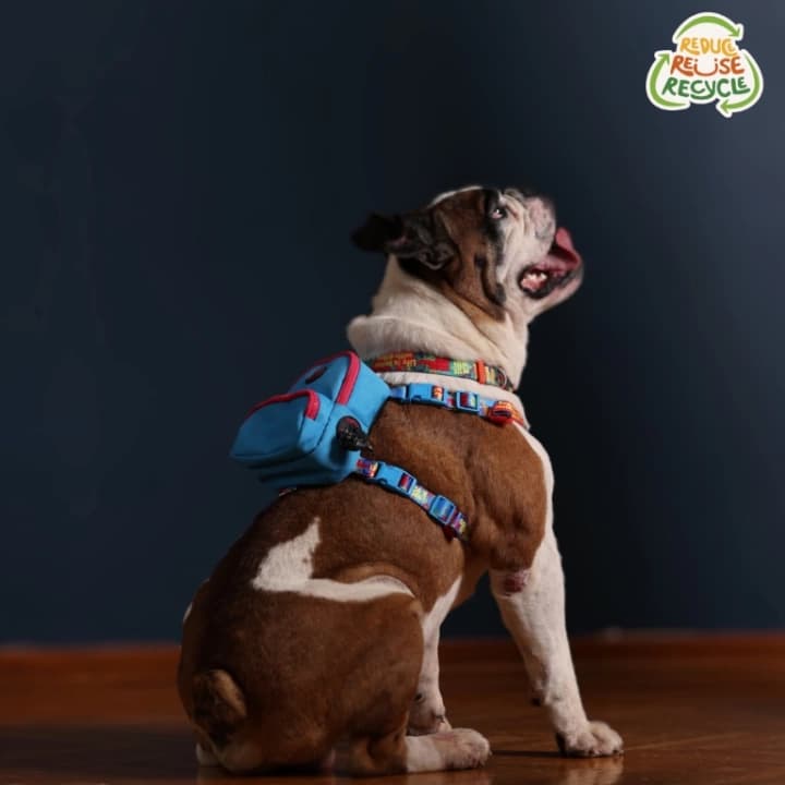 Kedi Köpek Tasmalı Sırt Çantası Standart Boy