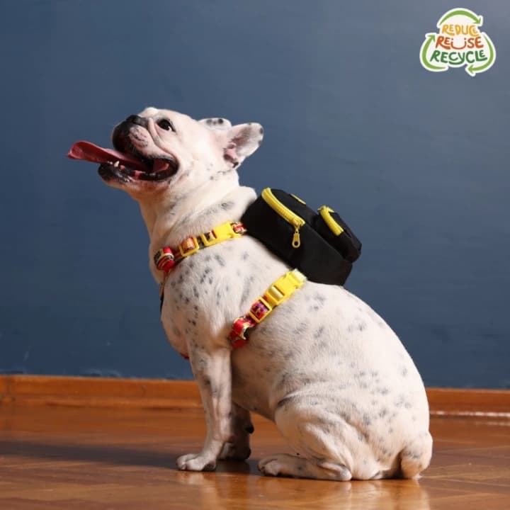 Kedi Köpek Tasmalı Sırt Çantası Standart Boy