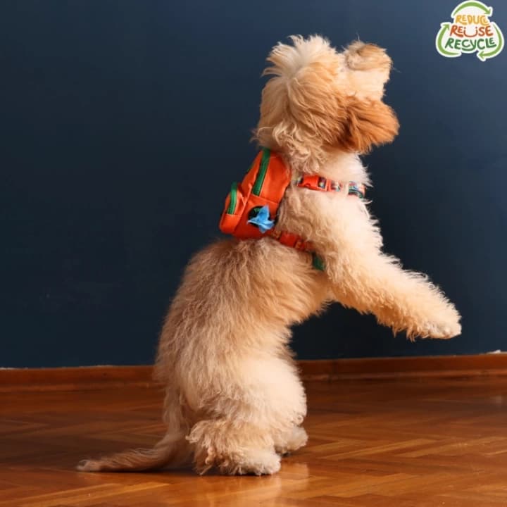 Kedi Köpek Tasmalı Sırt Çantası Standart Boy