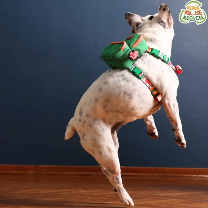 Kedi Köpek Tasmalı Sırt Çantası Küçük Boy