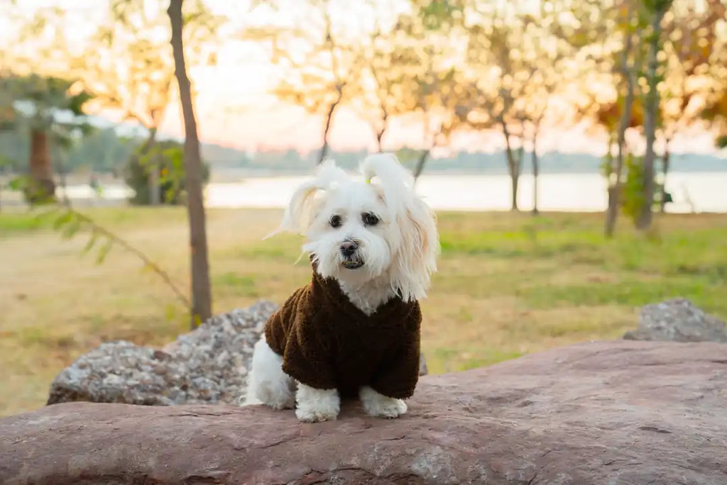 Köpek Kıyafeti Peluş Sweatshirt - Kapüşonlu Koleksiyon