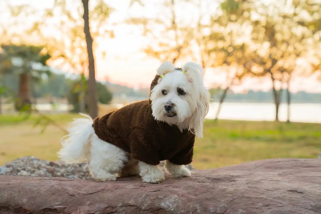 Köpek Kıyafeti Peluş Sweatshirt - Kapüşonlu Koleksiyon
