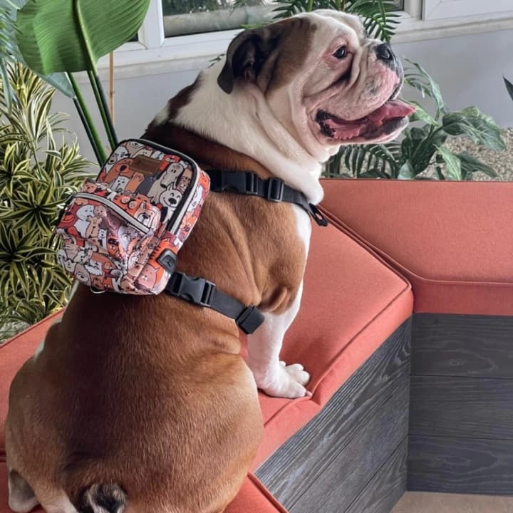 Kedi Köpek Tasmalı Sırt Çantası Standart Boy