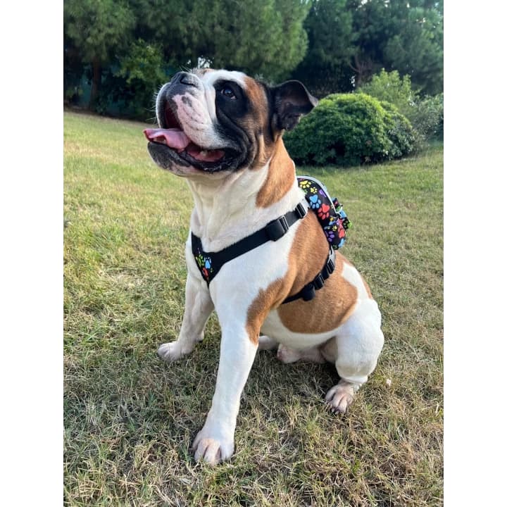 Kedi Köpek Tasmalı Sırt Çantası Standart Boy