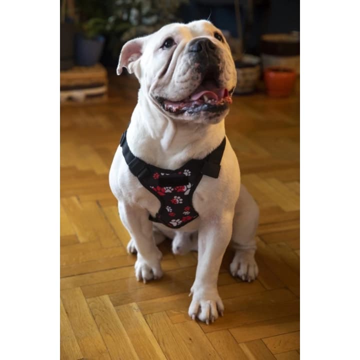 Kedi Köpek Tasmalı Sırt Çantası Standart Boy