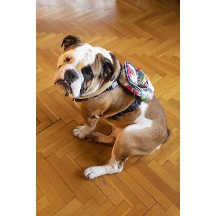 Kedi Köpek Tasmalı Sırt Çantası Standart Boy