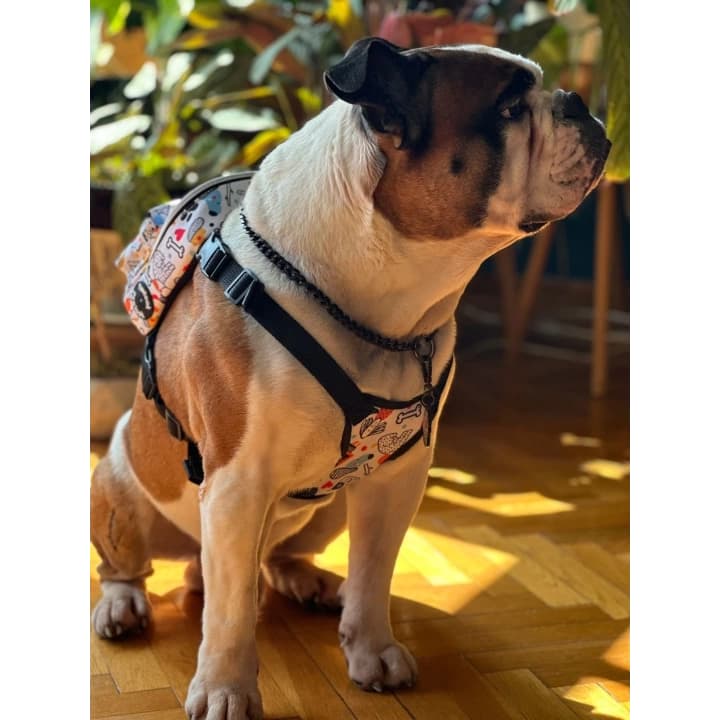 Kedi Köpek Tasmalı Sırt Çantası Standart Boy
