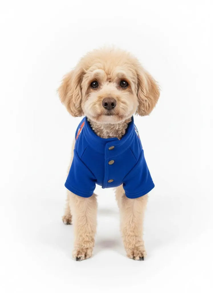 Saks Mavi Hakim Yaka Comfort Fit Köpek Sweat Ceketi (WarmFlex Koleksiyonu)